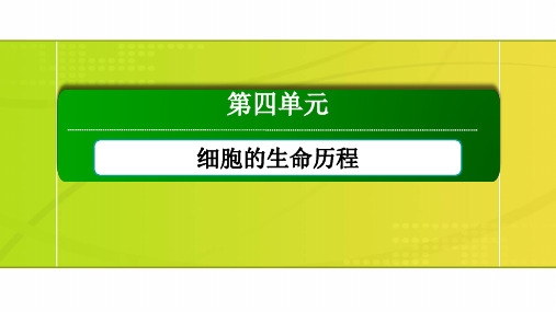 高考一轮复习人教版细胞的有丝分裂课件