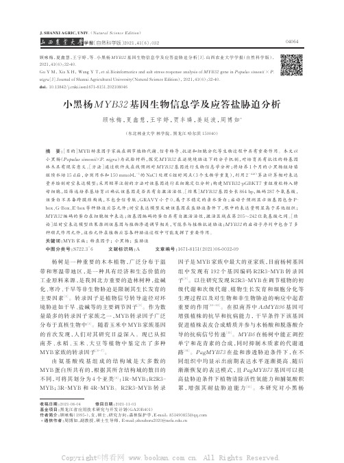 小黑杨MYB32基因生物信息学及应答盐胁迫分析