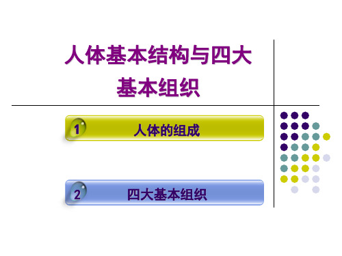 四大基本组织