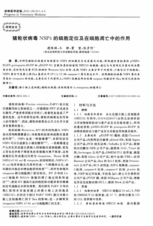 猪轮状病毒 NSP4的细胞定位及在细胞凋亡中的作用