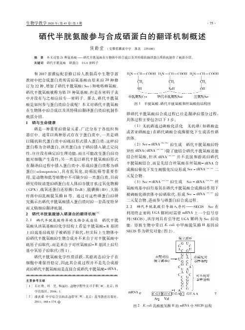 硒代半胱氨酸参与合成硒蛋白的翻译机制概述