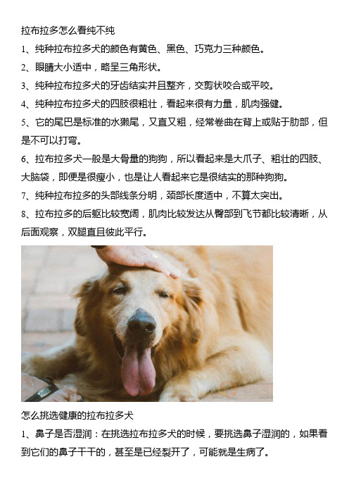 拉布拉多怎么看纯不纯