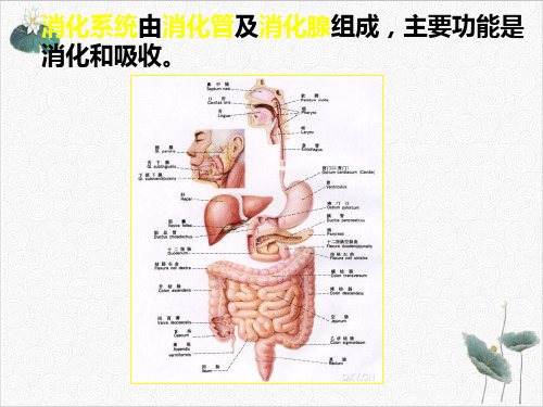 消化管优秀PPT.