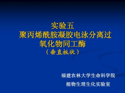 聚丙烯酰胺凝胶电泳分离过氧化物同工酶temp