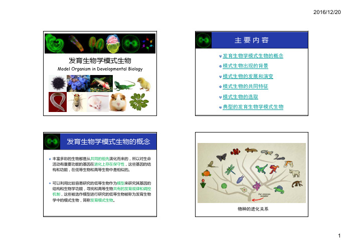 发育生物学模式生物