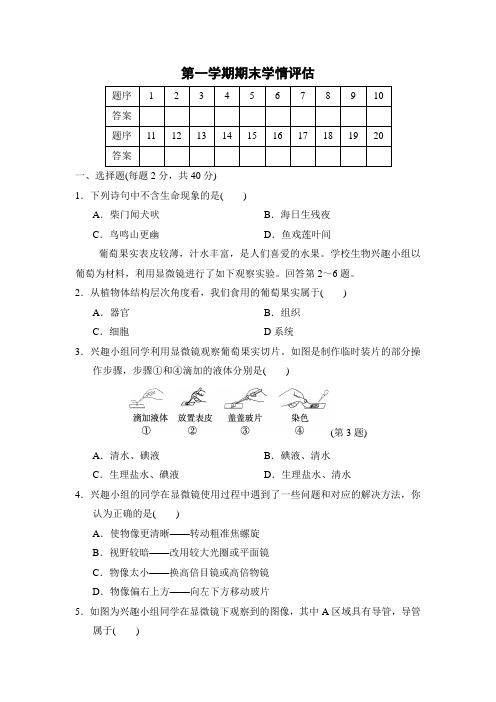 2024年人教版七年级生物上册 第一学期期末学情评估(含答案)