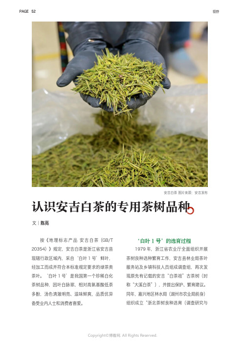 认识安吉白茶的专用茶树品种