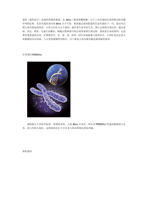 人体内最有趣最神秘的基因