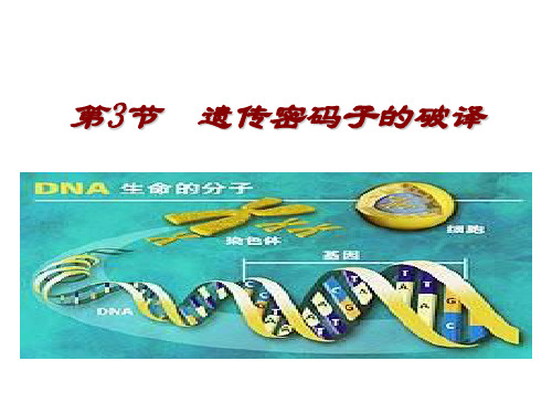 高一生物遗传密码的破译(教学课件201911)