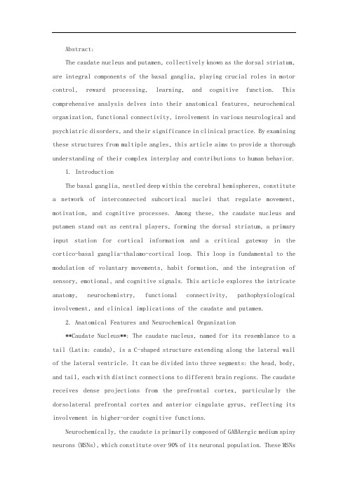 caudate and putamen structures的英文