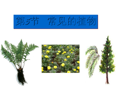 浙教版科学七年级上册课件：2.5-常见的植物