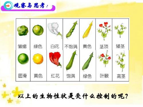 北师大版生物八年级上册20章3节性状遗传有一定的规律精品课件