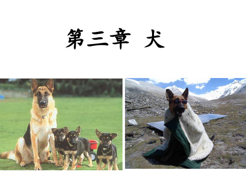 第三章 犬上