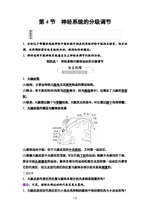 08 第2章 第4节 神经系统的分级调节