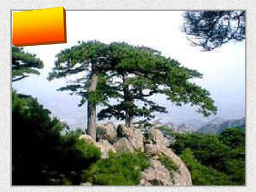 登泰山记ppt3