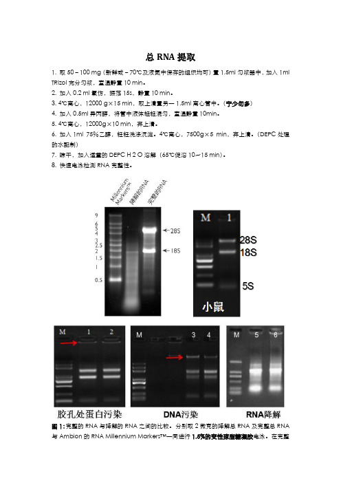 小鼠组织总RNA提取