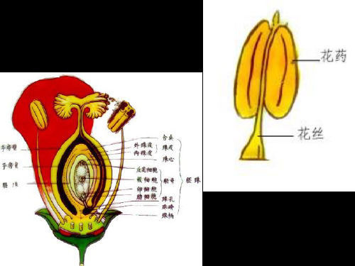 《植物学教学资料》第三—四节 雄蕊、雌蕊的发育共61页