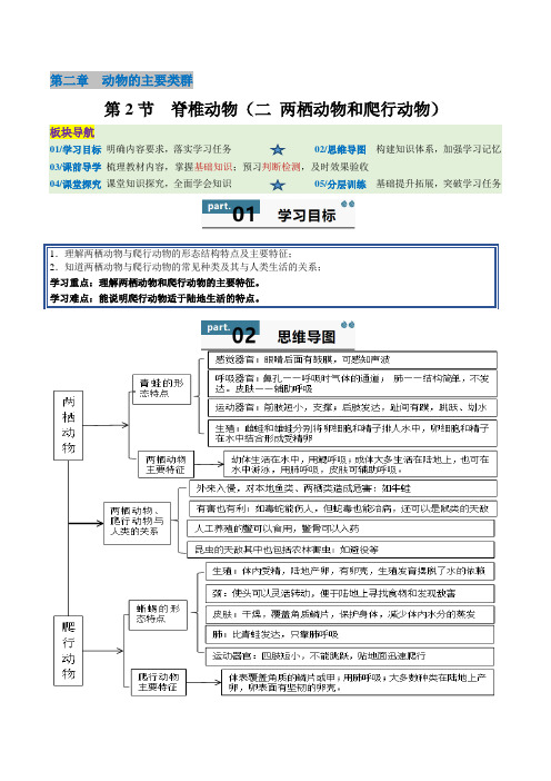 【2024版人教版生物七上同步练习】2.2.2 脊椎动物(二 两栖动物和爬行动物)(解析版)