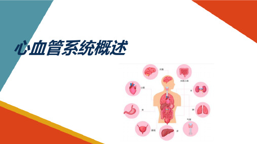 心血管系统 心血管解剖 心血管系统概述 生理学课件