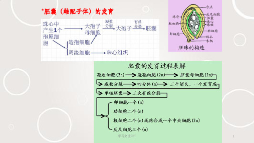 药用植物学——果实种子课件