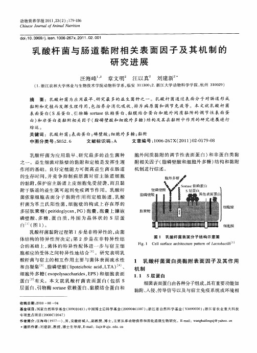 乳酸杆菌与肠道黏附相关表面因子及其机制的研究进展