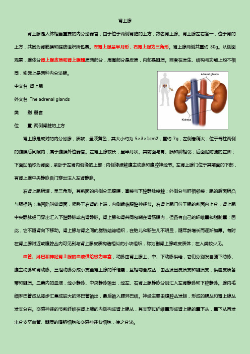 肾上腺Adrenal glands