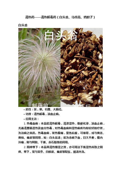 清热药——清热解毒药（白头翁、马齿苋、鸦胆子）