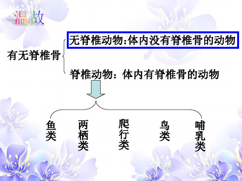 2.4.3 常见的动物(无脊椎动物)精品PPT课件