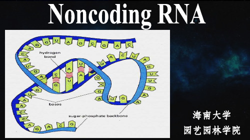 non-coding RNA——现代分子生物学课程ppt课件