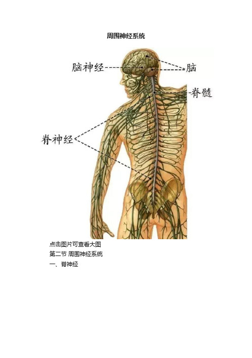 周围神经系统