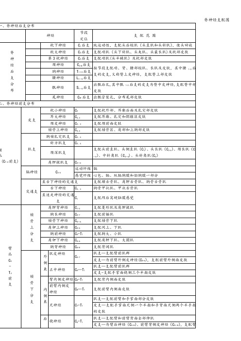 脊神经支配图