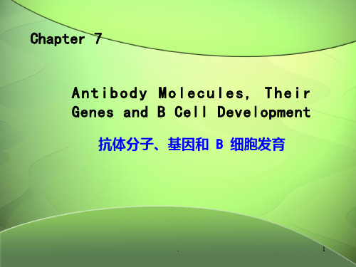 抗体、基因重排及B细胞发育
