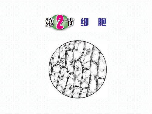 2.2细胞(实验)—浙教版七年级科学上册课件(共19张PPT)