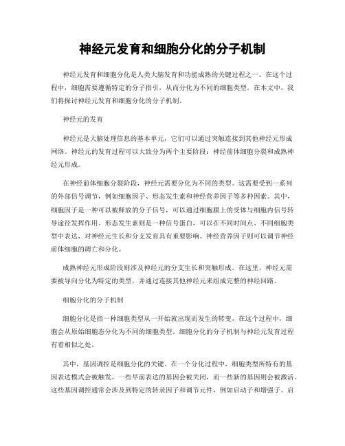 神经元发育和细胞分化的分子机制