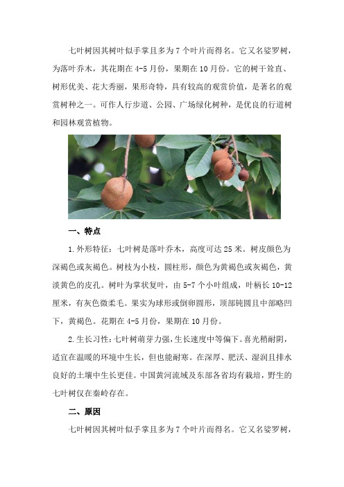 七叶树的特点,为什么叫七叶树