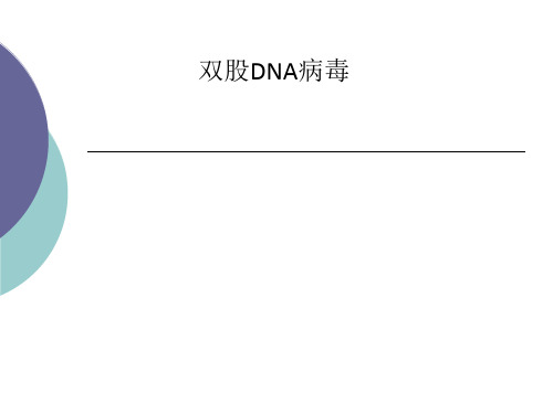 双股DNA病毒