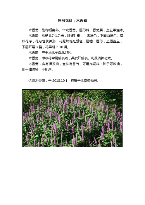 唇形花科：木香薷