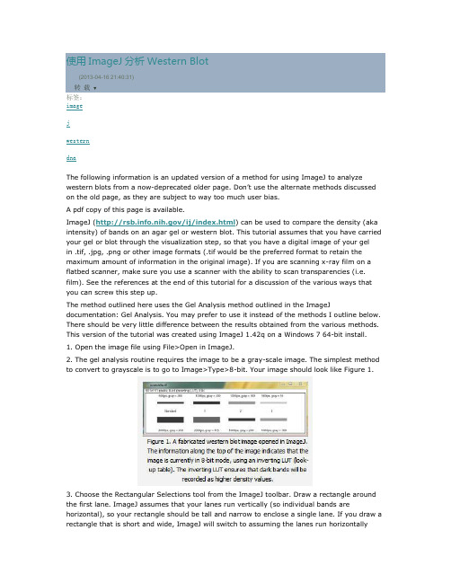 使用ImageJ分析Western