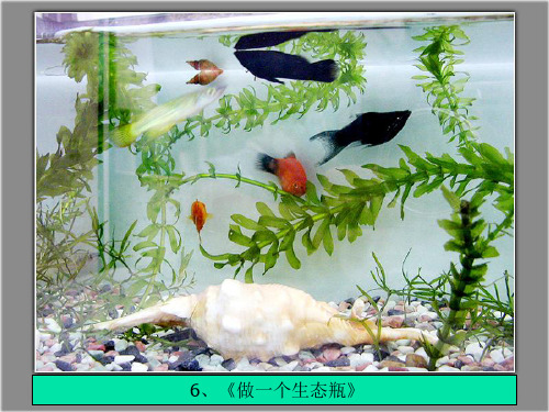 五年级上册科学课件-1.6 做一个生态瓶|教科版 (共11张PPT)