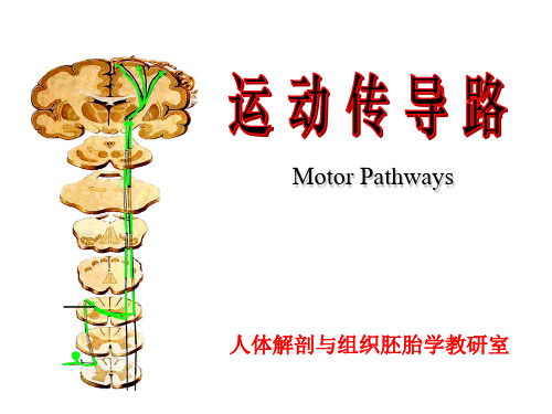 MotorPathways-第四军医大学人体解剖学学科专业网站