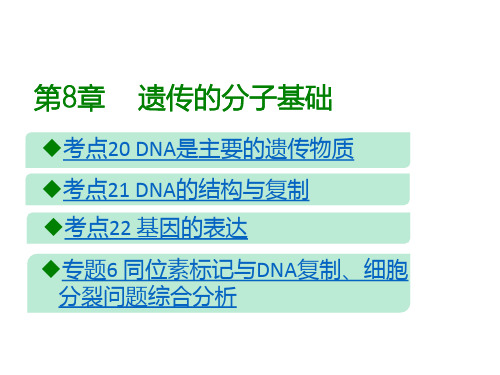 2020山东高考生物二轮课件:第8章 遗传的分子基础