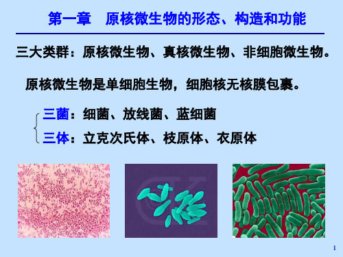 3-细菌演示课件