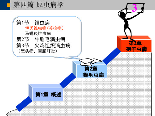 10.梨形虫球虫等