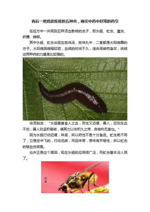 看后一地鸡皮疙瘩的五种虫，确实中药中好用的药引