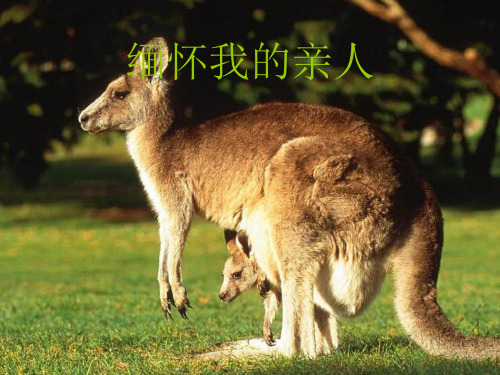 作文:怀念我的亲人