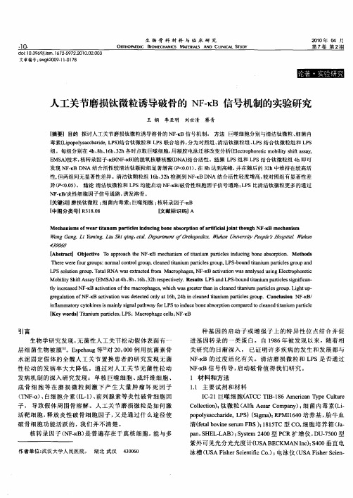 人工关节磨损钛微粒诱导破骨的NF-κB信号机制的实验研究