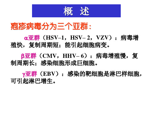 疱疹病毒概述