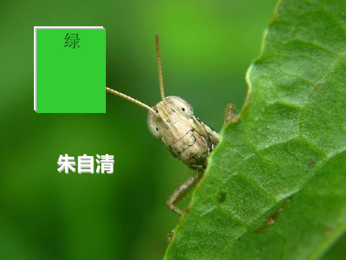《绿》PPT课件(上课用)