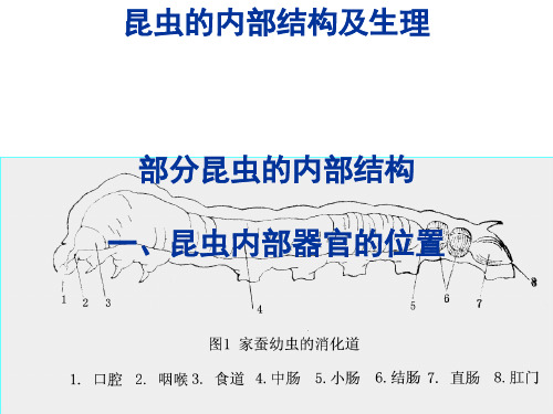 昆虫的内部结构及生理【优质PPT】