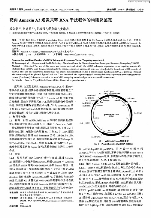 靶向Annexin A3短发夹环RNA干扰载体的构建及鉴定